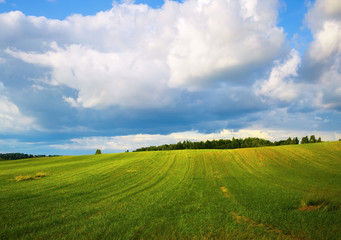 Field of green grass and blue sky. Rural landscape. Sunny day in the countryside.