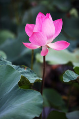 Obraz premium beautiful lotus flower