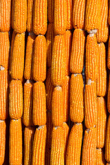 yellow corn decorated