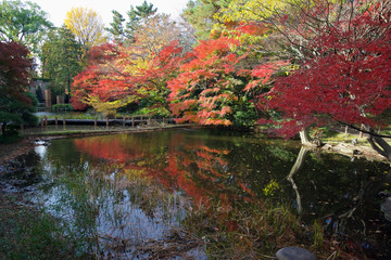 Maple trees turn color in a garden in Tokyo, Japan