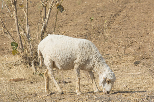 Sheep Grazing in the Winter in Rajasthan, India