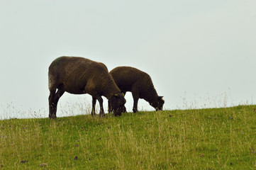 Fototapeta premium black sheep