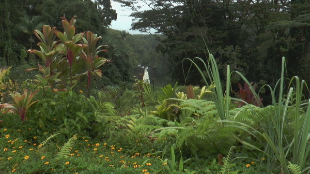 Alaka Falls Big Island Hawaii Zoom In