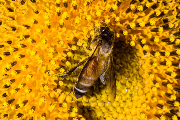 bee on sunflower pollen