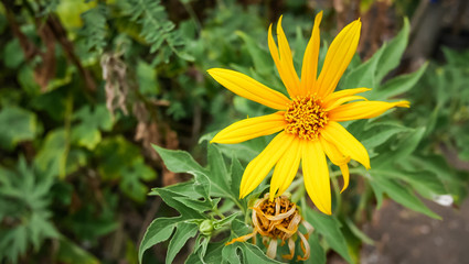 Tithonia diversifolia