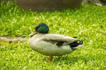 Male mallard duck standing isolated on grass field