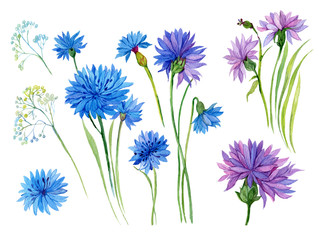 голубые,синие,фиолетовые цветы и трава на белом фоне