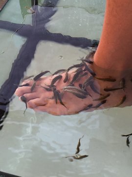 fishteraphy