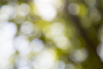 Obraz premium blurred bokeh shot of a tree for backgrounds