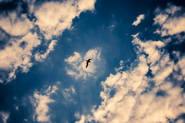 dramatic sky with lone bird