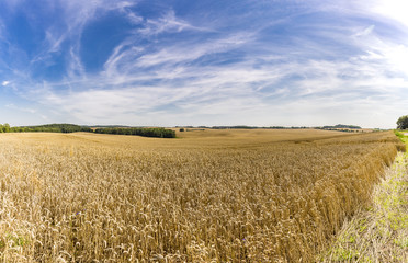 HDR panorama of a wheat field and dramatic sky