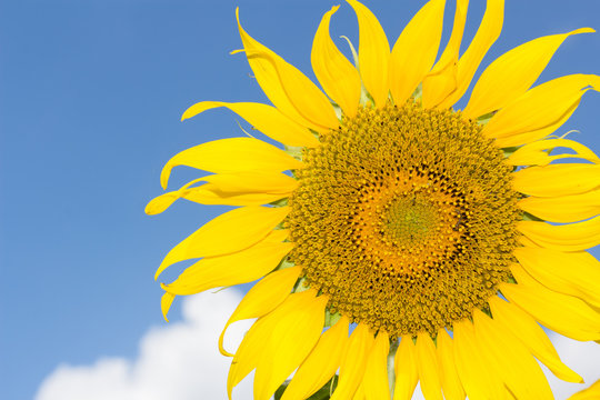 sunflower on blue sky with cloud background