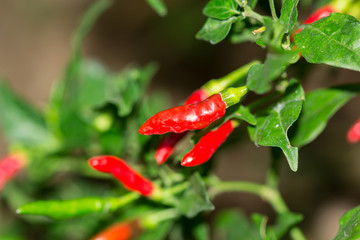 Spicy chili planting in the garden