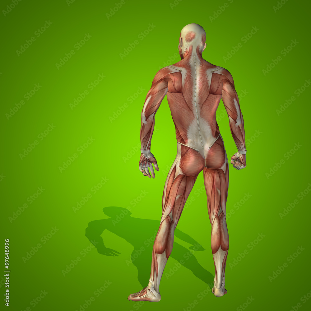 Wall mural Conceptual 3D human man health anatomy