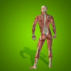 Conceptual 3D human man health anatomy