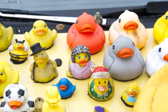 many rubber ducks on car