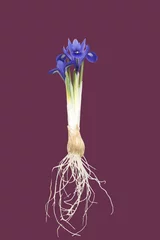 Photo sur Aluminium Iris Iris with bulb on vintage background