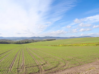 Fototapeta premium 北海道