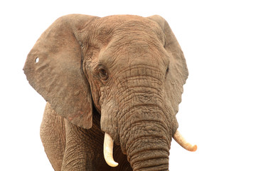 Obraz premium elefante