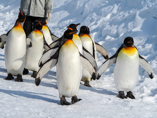 Fototapeta premium Emperor penguin walk on snow
