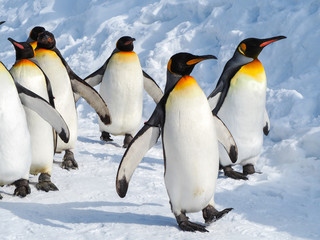 Fototapeta premium Pingwin cesarski chodzić po śniegu