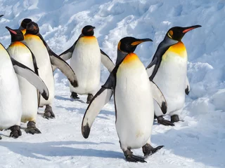 Deurstickers Pinguïn Keizerspinguïn loopt op sneeuw