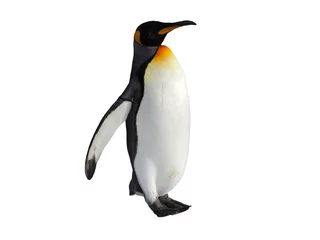 Fotobehang Pinguïn Keizerspinguïn loopt op sneeuw