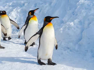 Stickers pour porte Pingouin Le manchot empereur marche sur la neige