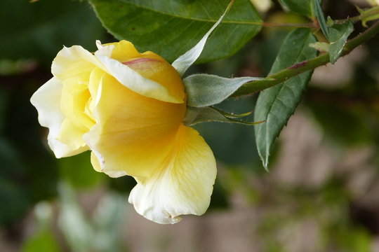 Rosa amarilla