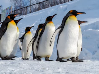 Cercles muraux Pingouin Le manchot empereur marche sur la neige