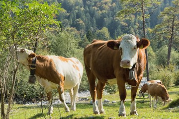 Naklejka premium Kühe auf der Weide