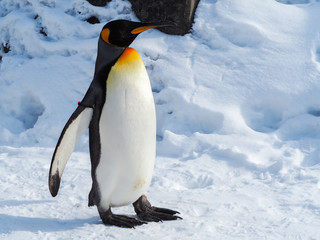 Fototapeta premium Emperor penguin walk on snow