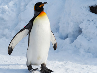 Fototapeta premium Pingwin cesarski chodzić po śniegu
