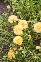 yellow Pusley flower in garden , Portulaca oleracea