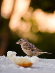 houise sparrow