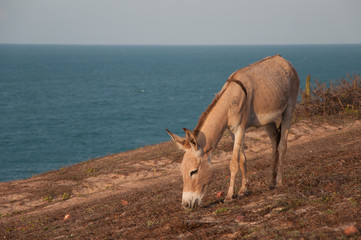 Young stallion donkey eating grass on Antlantic ocean shore, Jericoacoara, Brazil