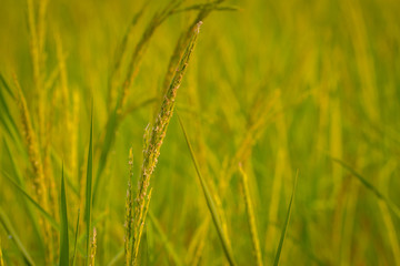 Closeup of rice ear on plantation.