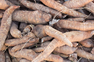 cassava