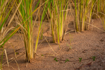 Global Warming, rice, dry.