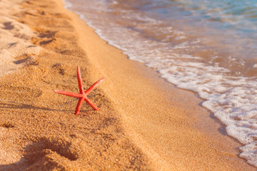 Summer Vacation Holiday Travel  Beach Starfish