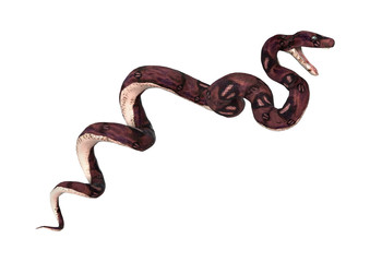 Anaconda Snake on White