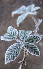 First morning  frost on a plants,