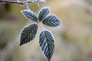 First morning  frost on a plants,
