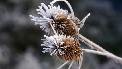 First morning  frost on a plants,