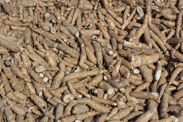 cassava