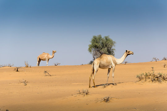 Two camels in wildlife in desert near Dubai