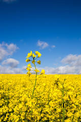 Rapsfeld im Sommer mit gelben Blüten und blauem Himmel