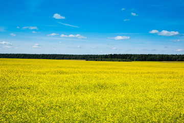 Spring landscape , forest and yellow field