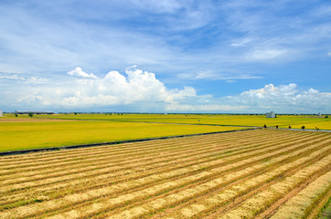 The Asian rice crop at Sekinchan, Malaysia..