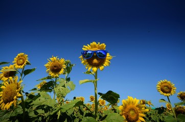 Sun flowers on the clear blue sky